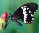 Μαύρο πεταλούδα